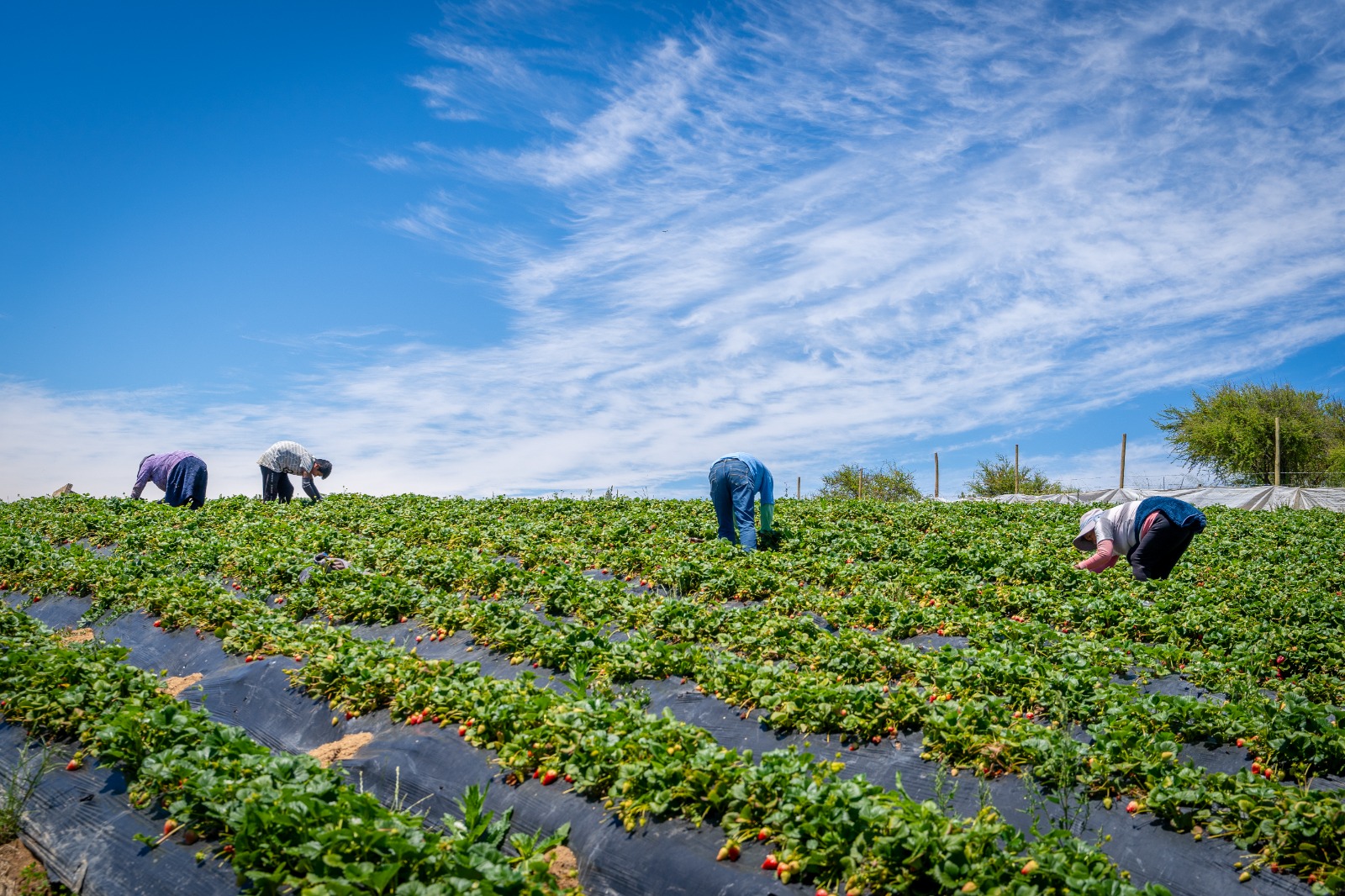 Minagri transfiere más de $1.324 millones en apoyo a agricultores del Biobío ante alza de precios en insumos