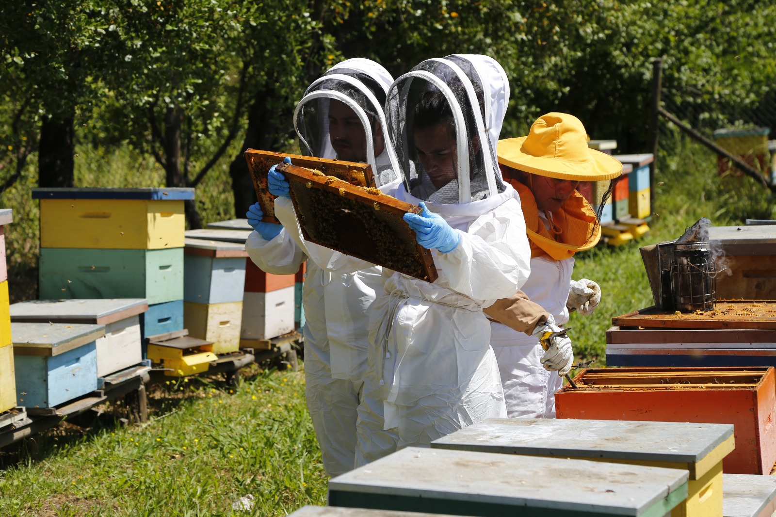 SAG llama a apicultores/as a declarar sus apiarios y colmenas en octubre