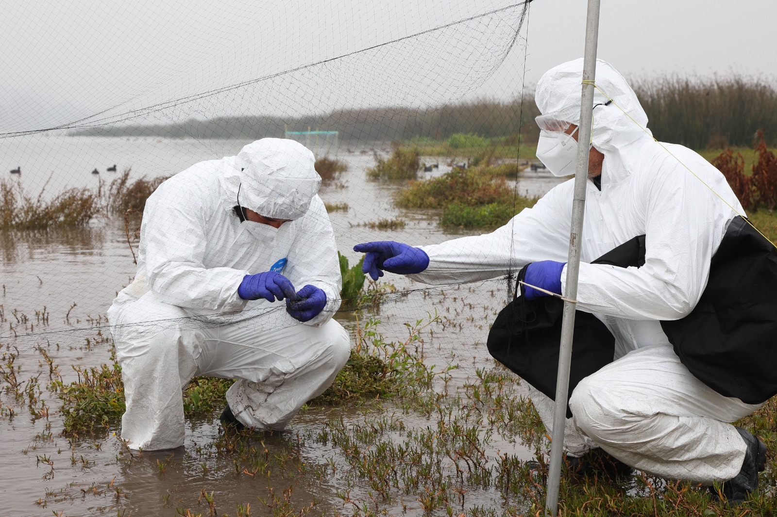 Chile, único país de Latinoamérica seleccionado por la FAO para liderar proyecto que fortalece la respuesta ante emergencias zoosanitarias