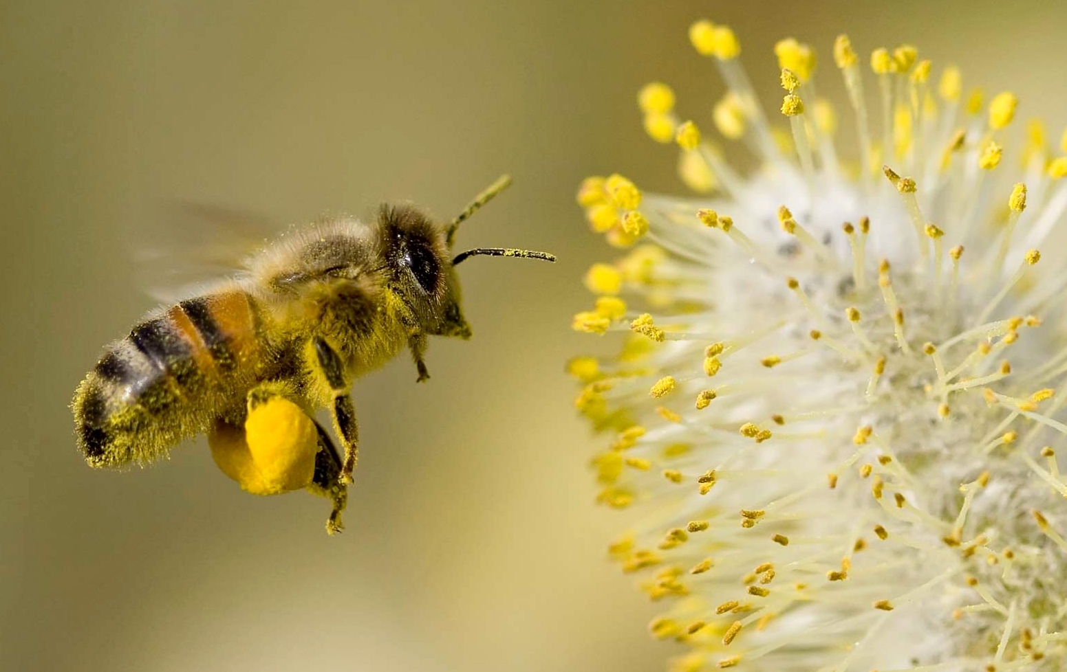 Un estudio con abejas concluyó que estos insectos tienen la capacidad de contar