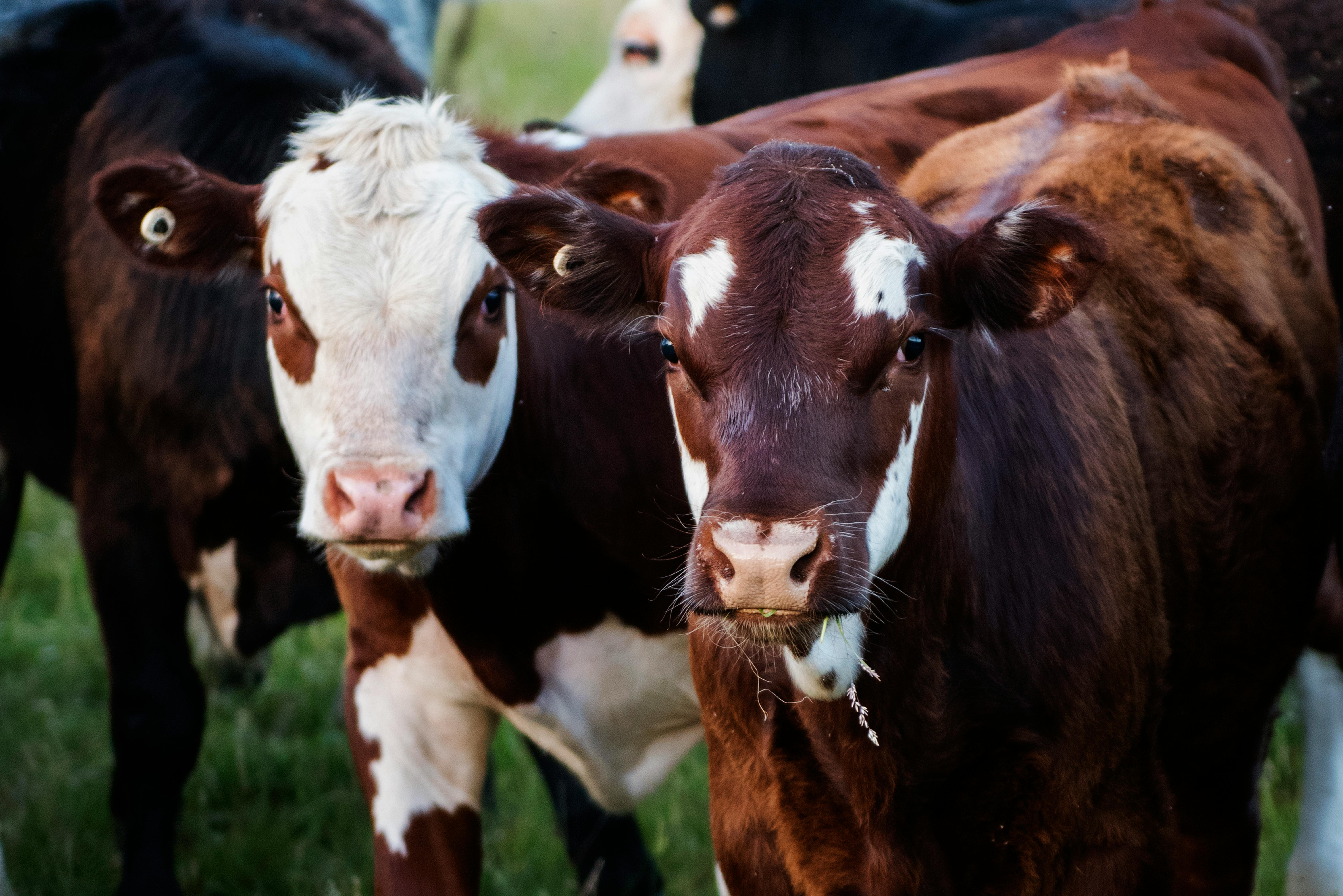 Producción de carne en vara de ganado bovino de la Región del Biobío presentó una disminución interanual de 22,9% en agosto de 2025