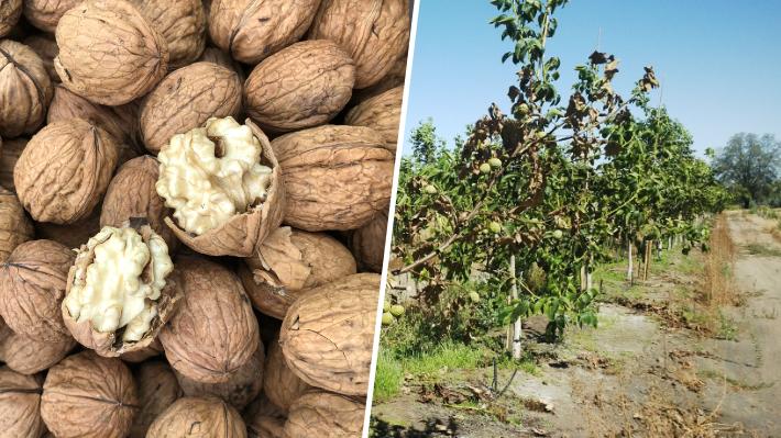 La "peste negra" que preocupa a los productores de nueces y que amenaza al 25% de la superficie plantada  