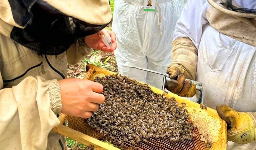 Industria apícola: coincide en necesidad de crear un Registro Nacional de Polinizadores Profesionales
