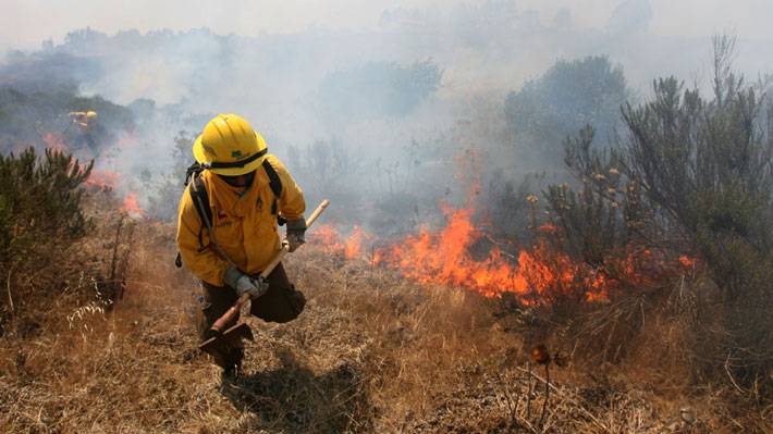 Balance Senapred: Incendios forestales en combate bajan de 87 a 51 y se reportan cerca de 1.000 lesionados 