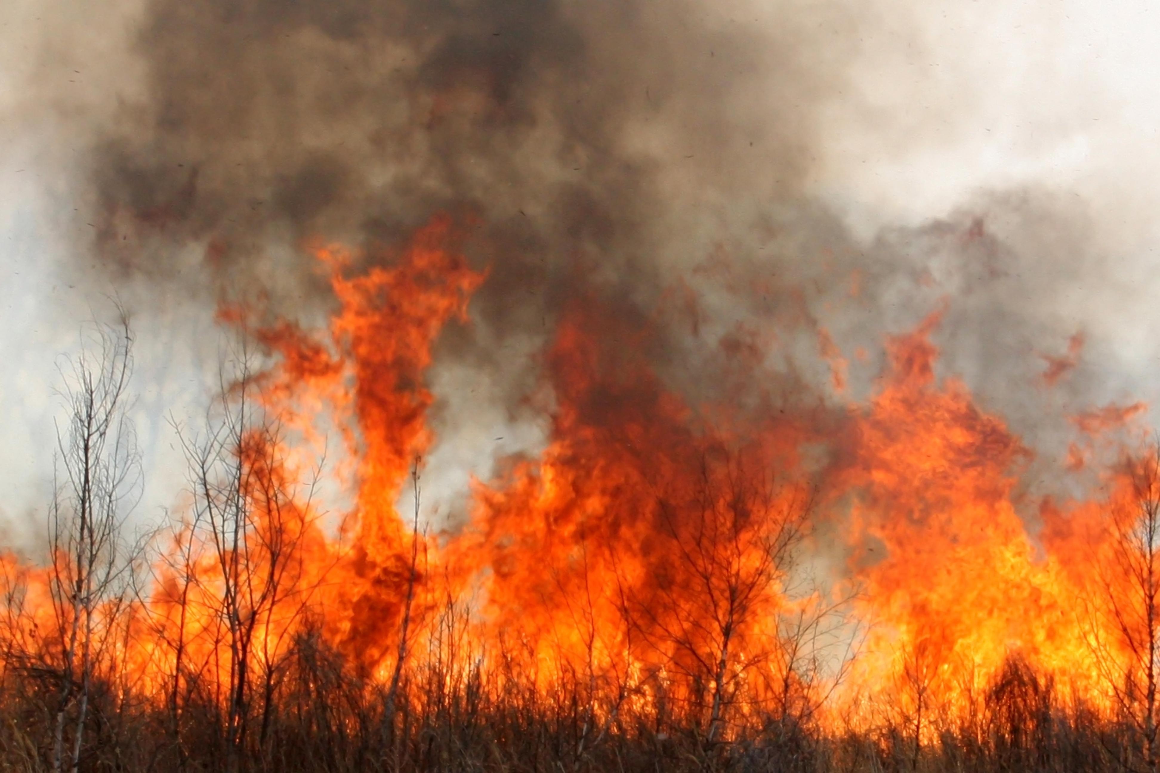 Estado de Catástrofe en Biobío: hay 16 incendios en combate y más de 97 mil hectáreas afectadas