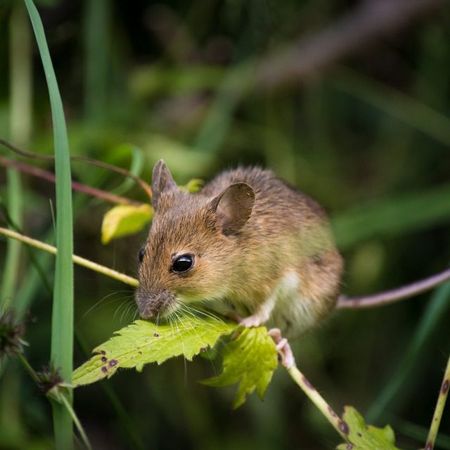 Hantavirus suma 46 casos y 18 fallecidos en lo que va del año: Letalidad se eleva al 39%  