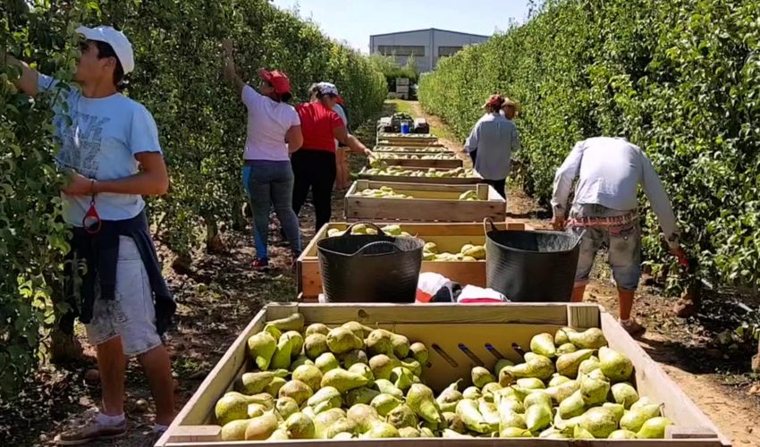 Sectores productivos proyectan miles de puestos de trabajo estivales en Biobío para reactivar el mercado laboral