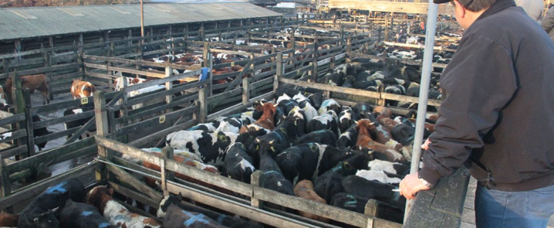 La producción de carne en vara de ganado bovino presentó un incremento interanual de 8,3% en Febrero