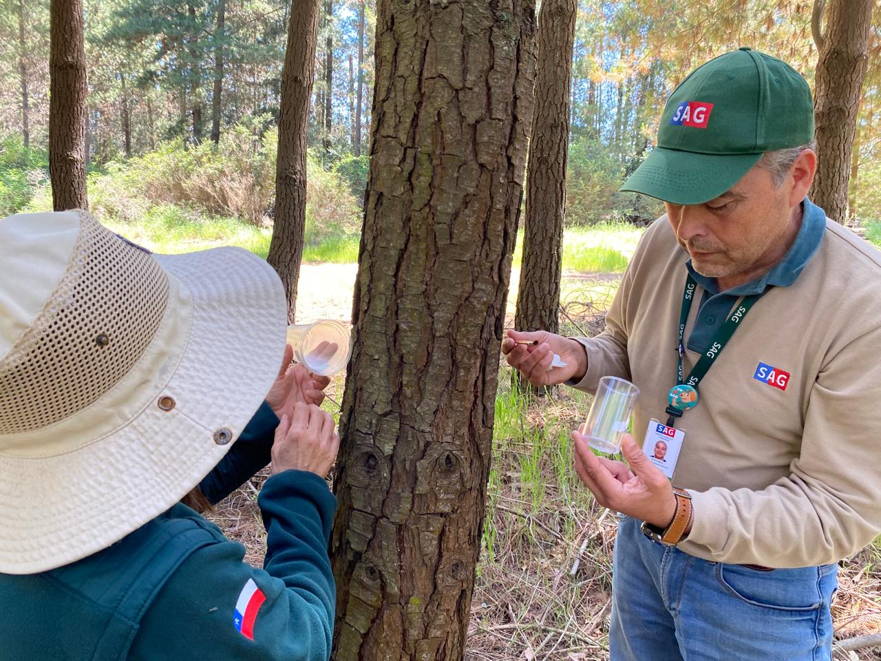 SAG Biobío libera controlares biológicos de Pissodes castaneus