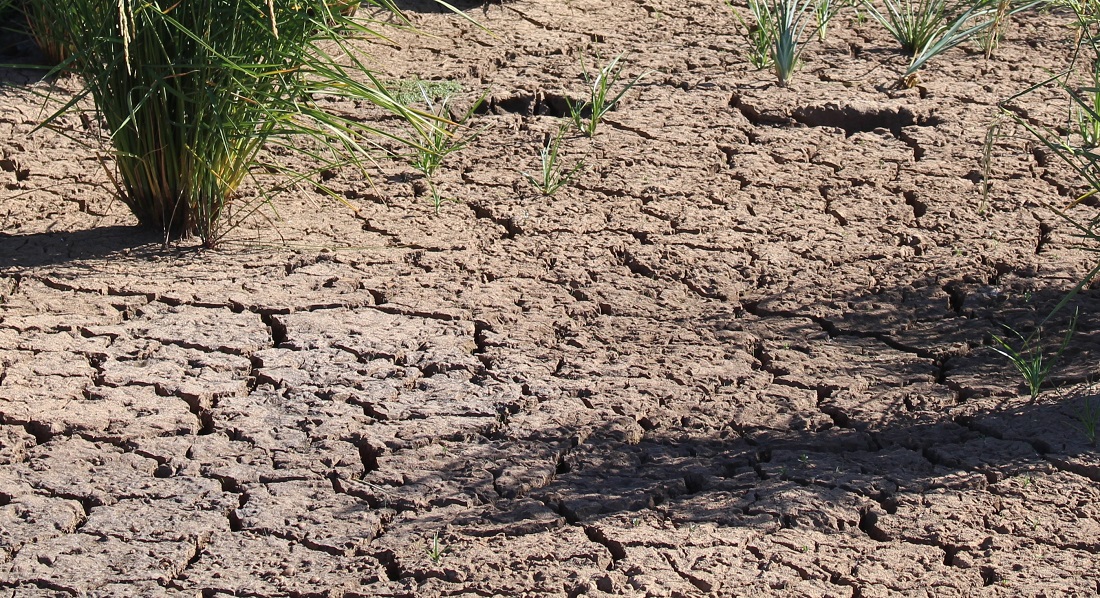 INIA presentará instrumento de predicción de sequía agrícola en seminario de la especialidad 