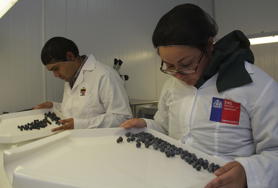 SAG Biobío se reunió con representantes de plantas exportadoras de arándanos