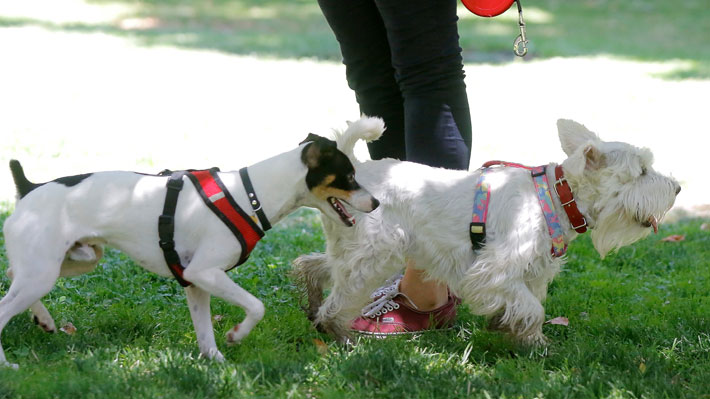 "Más exigencias, menos flexibilidad": Empresarios se definen por proyecto de permiso laboral ante muerte de mascota  