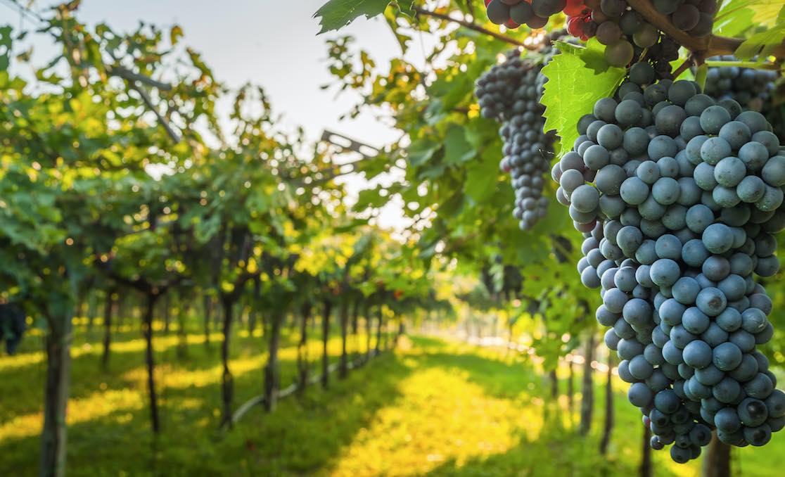 Enoturismo es visto como clave en impulso a viñas del valle Biobío