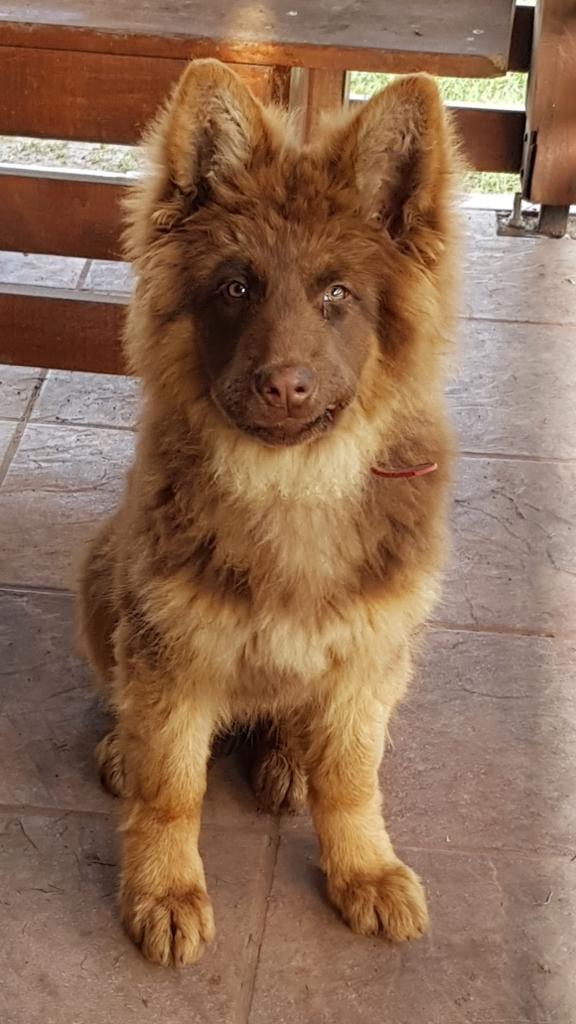 "Excepcionales": Estudio revela que ciertos perros tienen la capacidad de aprender palabras al escuchar conversaciones  