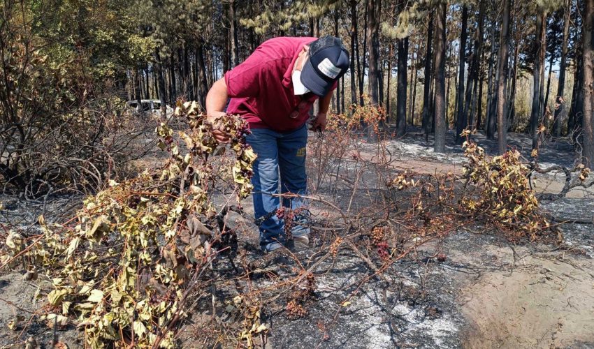Cercos perimetrales, invernaderos y sistemas de riego: principales daños en el agro tras incendios