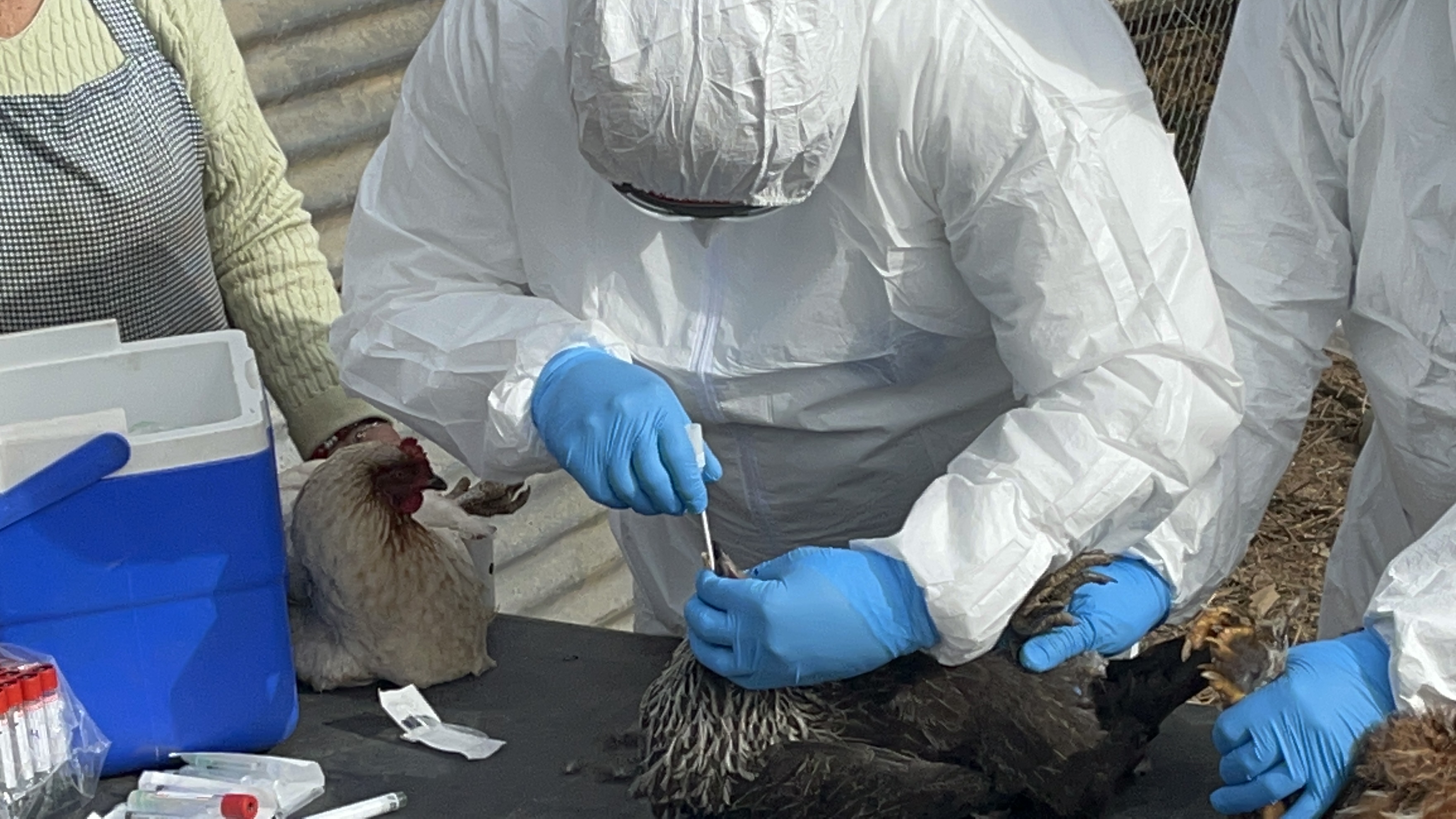 SAG Biobío realiza monitoreo e influenza aviar  en aves de traspatios