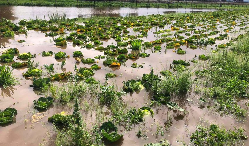 Daños por inundaciones: Gobierno compromete 650 toneladas de alimento animal
