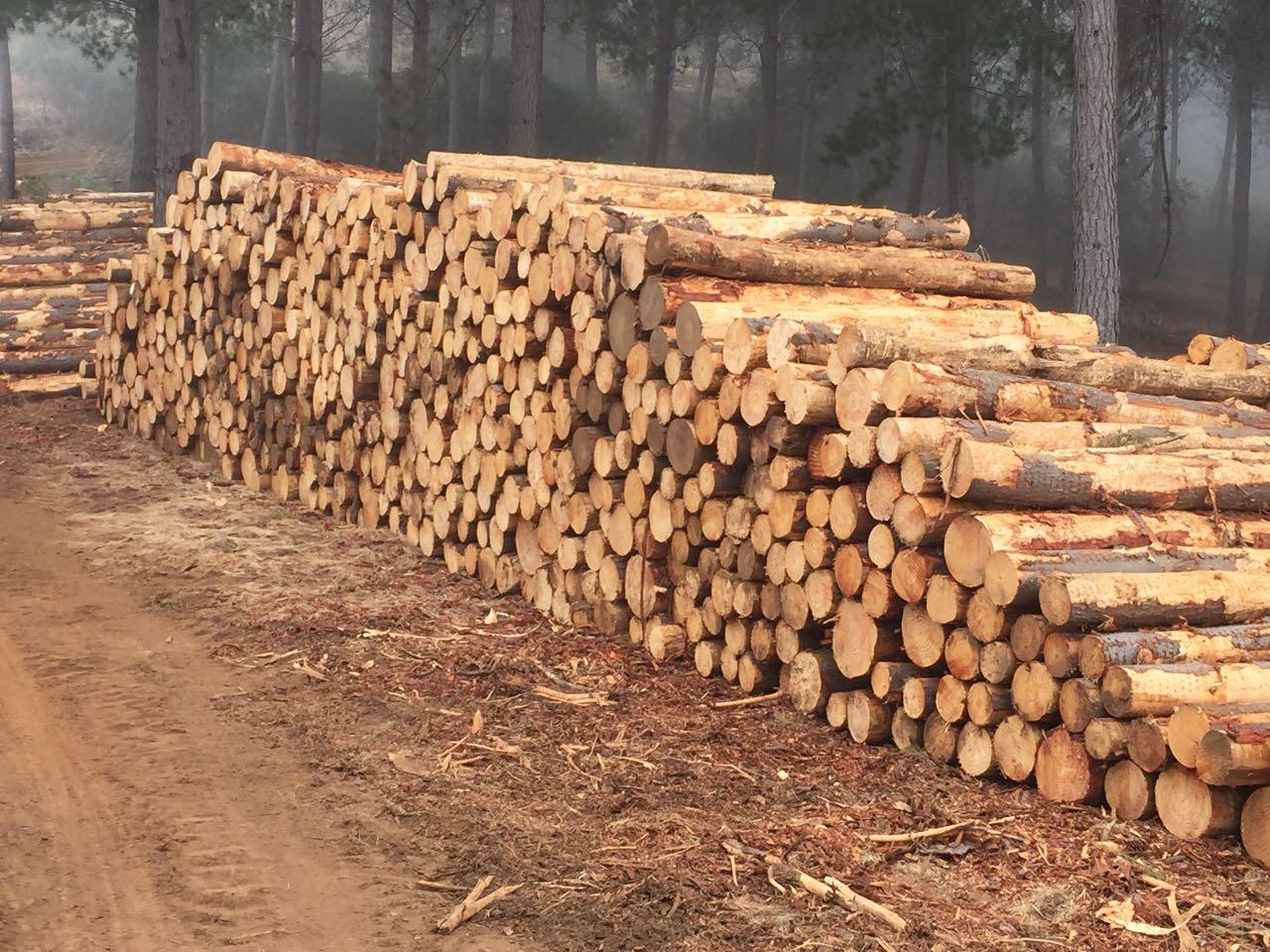 “Aranceles de EE.UU. a la madera golpean fuerte a las pymes forestales chilenas”