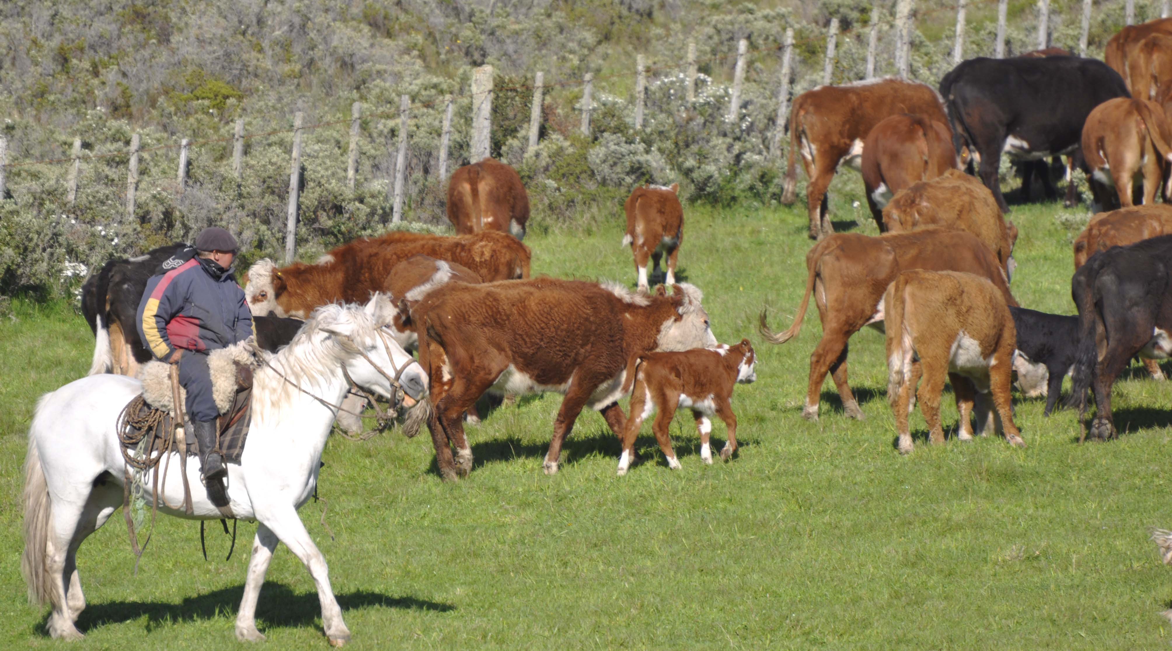 Roban 20 animales en sector de veranadas de Chalcupe en Alto Biobío