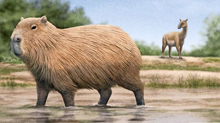 Chile sí tuvo capibaras: hallazgo en Renaico revela su presencia hace millones de años