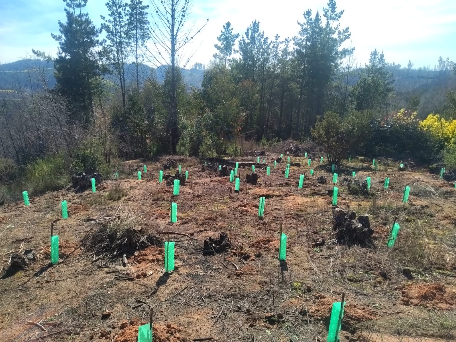 CORMA y CONAF impulsan reforestación con entrega de 60 mil plantas en Biobío