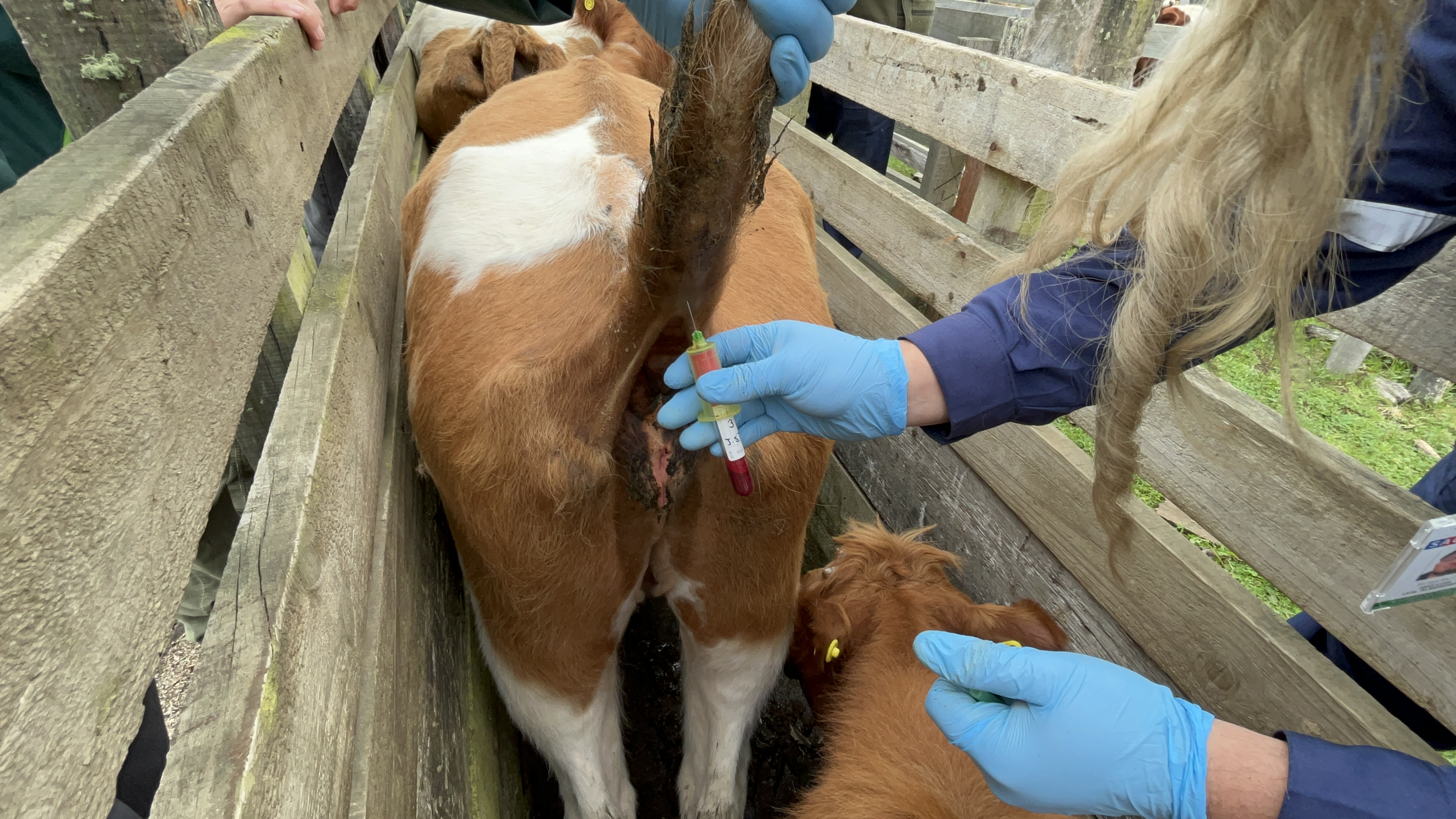 Comenzó muestreo de brucelosis bovina  en ganado de familias de Cañete y Tirúa
