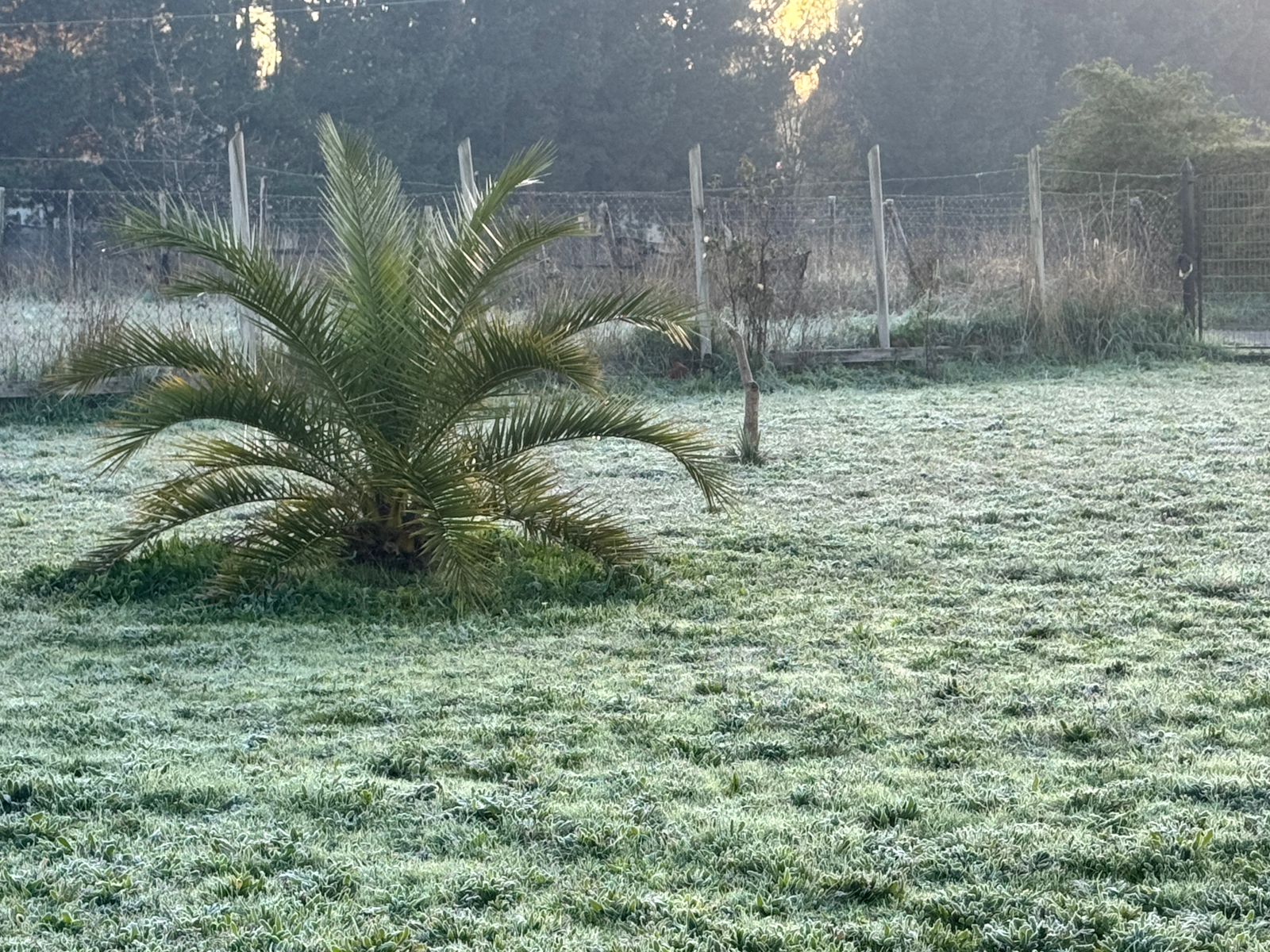 Hasta -4°C: Emiten aviso de heladas para Santiago y otras 5 regiones con "probabilidad de formación de escarcha"