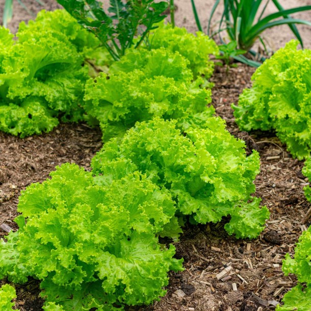 ¿Carne o ensalada? Crean lechuga que produce proteína animal