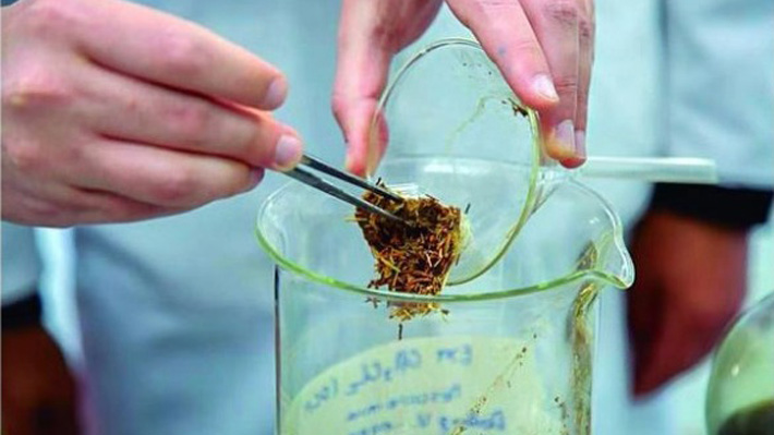 Científicos chilenos estudian flor altiplánica para combatir el Parkinson y el Alzheimer