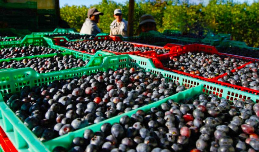 Arándanos, uva de mesa y espárragos: las exportaciones regionales presionadas por el mercado peruano