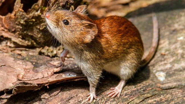 Hantavirus: 41 casos confirmados en el país con un 34% de letalidad en lo que va del 2026