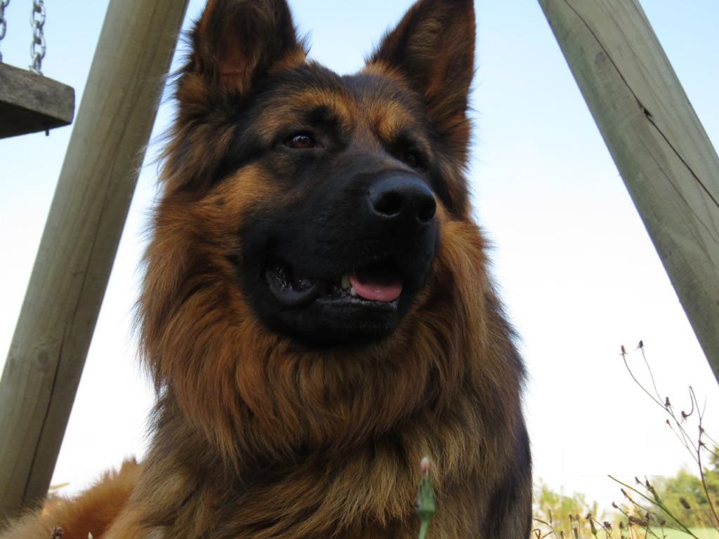 Los perros pueden distinguir diferentes emociones negativas de los humanos, según un reciente estudio