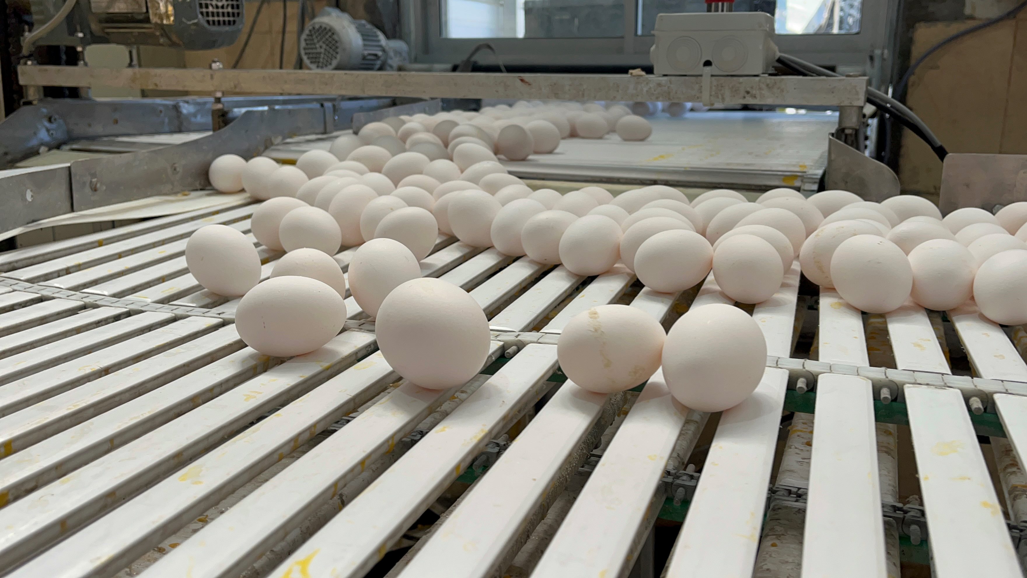 SAG Biobío se reunió con representantes de planteles avícolas de la región