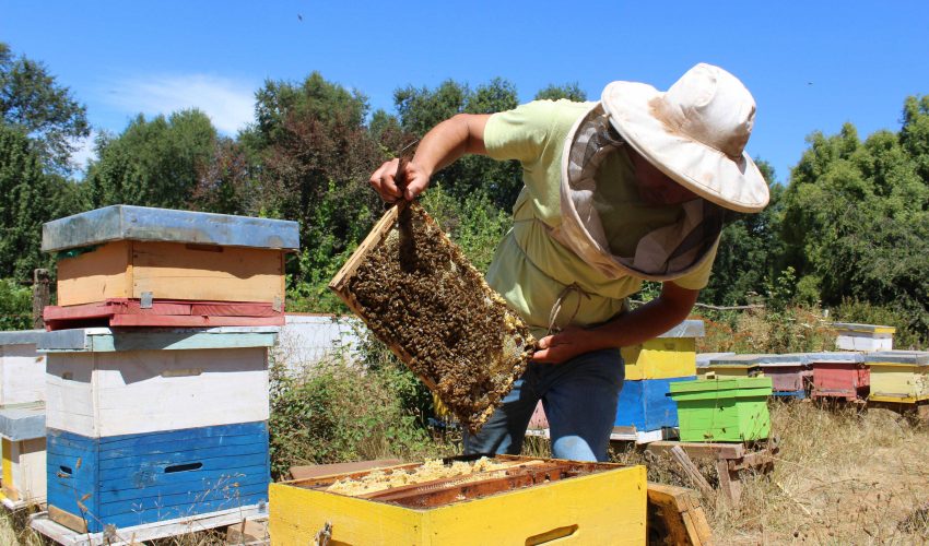 La miel cordillerana del Biobío: un producto único en el mundo gracias a su flora nativa