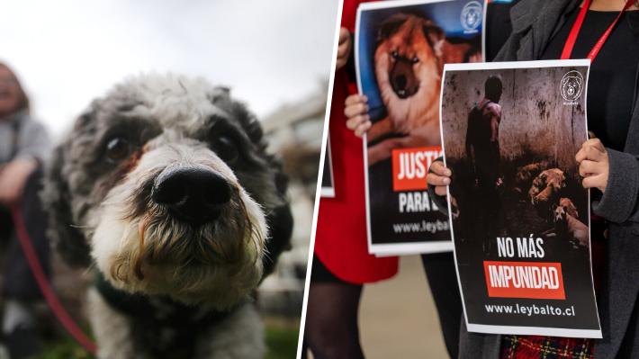 "Ley Balto", una nueva "Ley Cholito": Diputados buscan establecer cárcel efectiva y veto laboral a agresores de animales 