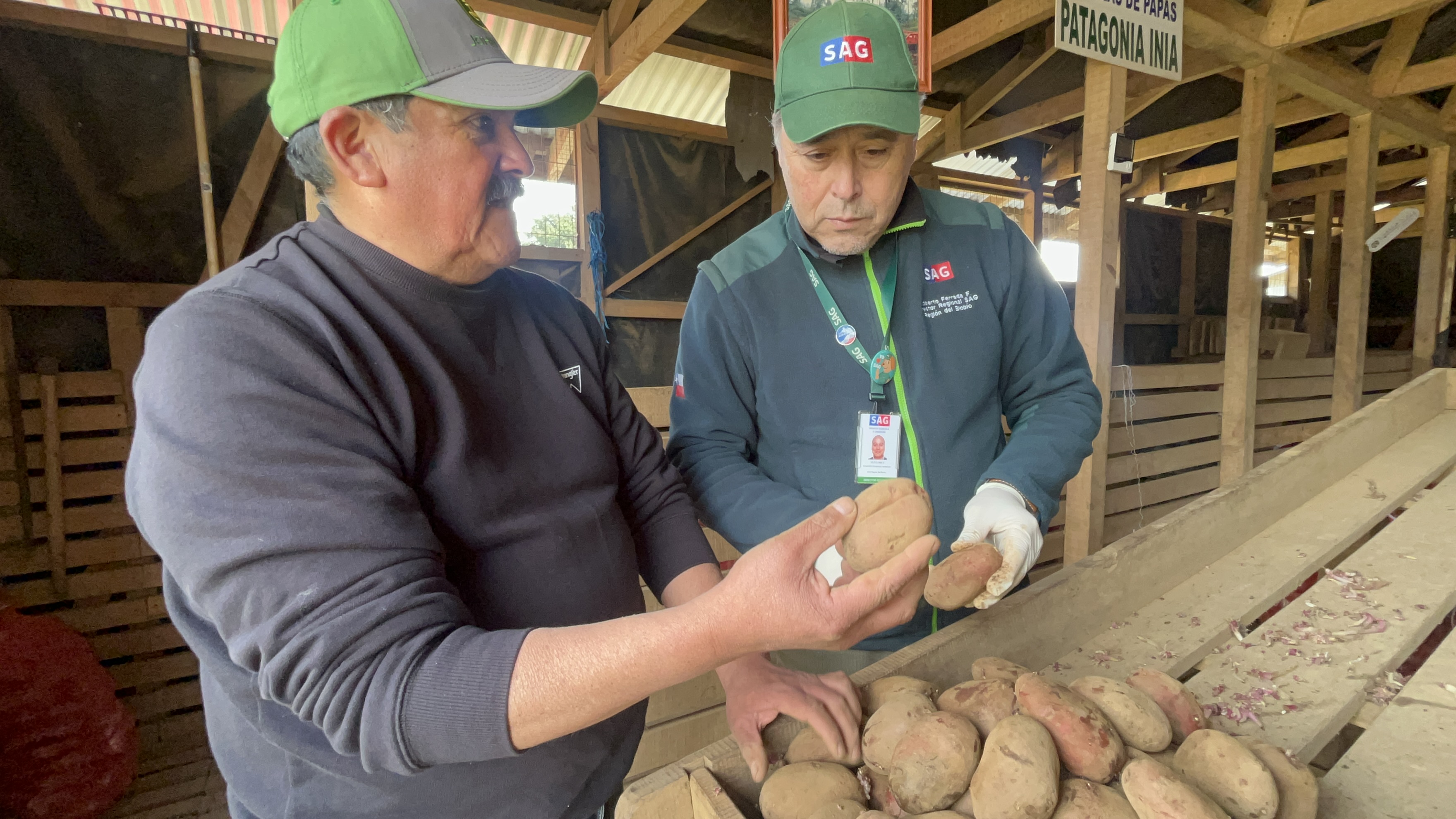 Productores/as de la provincia de Arauco certifican  su producción de semilla de papa