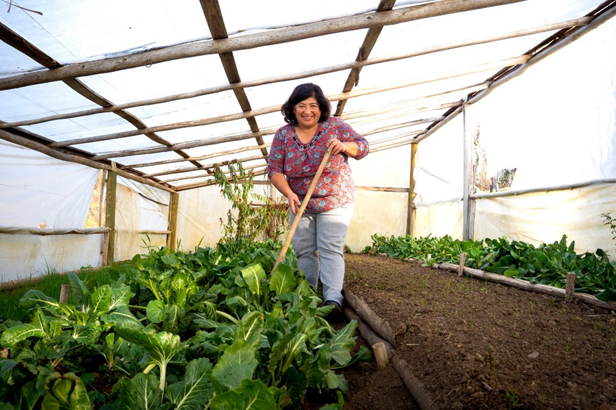 $19 mil millones destinó INDAP a la pequeña agricultura del Biobío en 2024