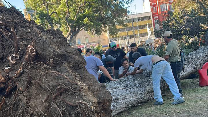 Tras fatal caída de árbol en plaza de Valparaíso: ¿Quién es responsable en estos accidentes y cómo evitarlos?  