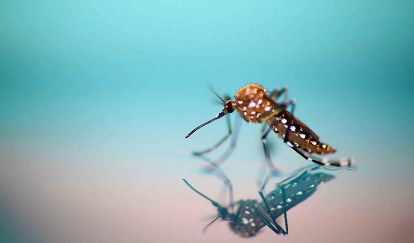 Uso de repelente, cubrir la piel y evitar agua estancada son armas contra el Dengue