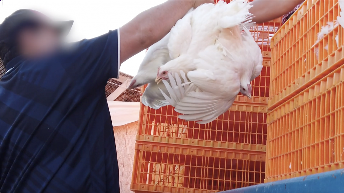 ONG denunció "crueldad animal" en la industria chilena del huevo