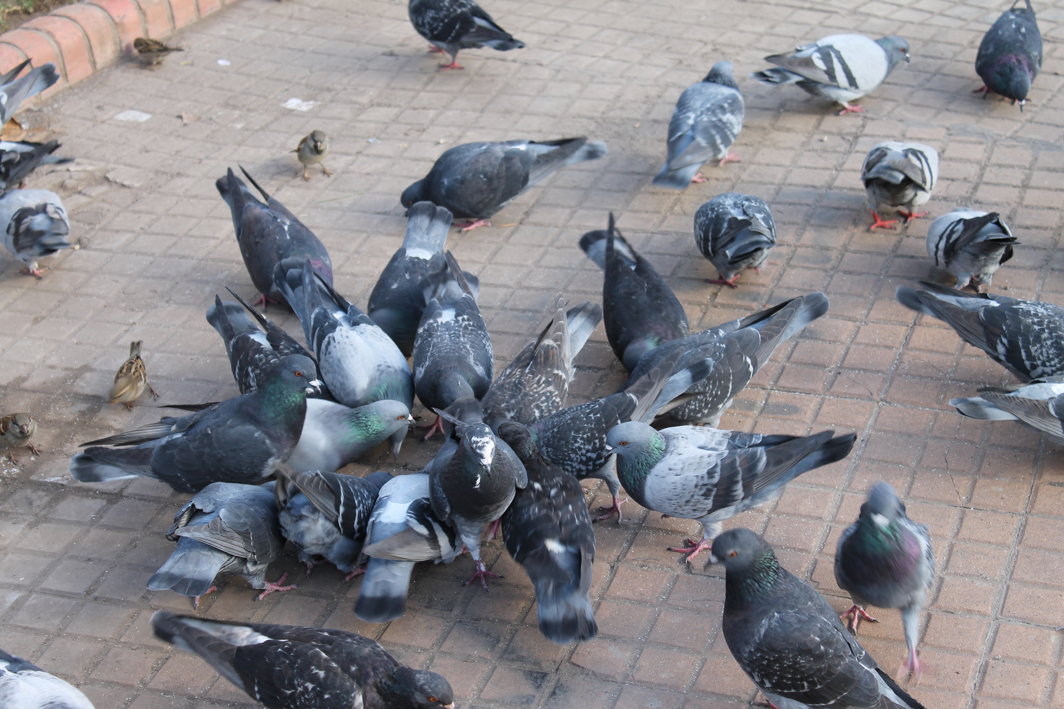 Despliegan campaña para reducir población de palomas y enfrenta cuestionamientos en redes sociales