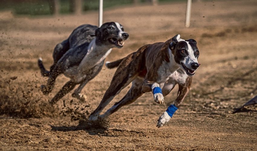 Cámara Baja aprueba prohibir las carreras de perros galgos y rechaza proyecto de regulación