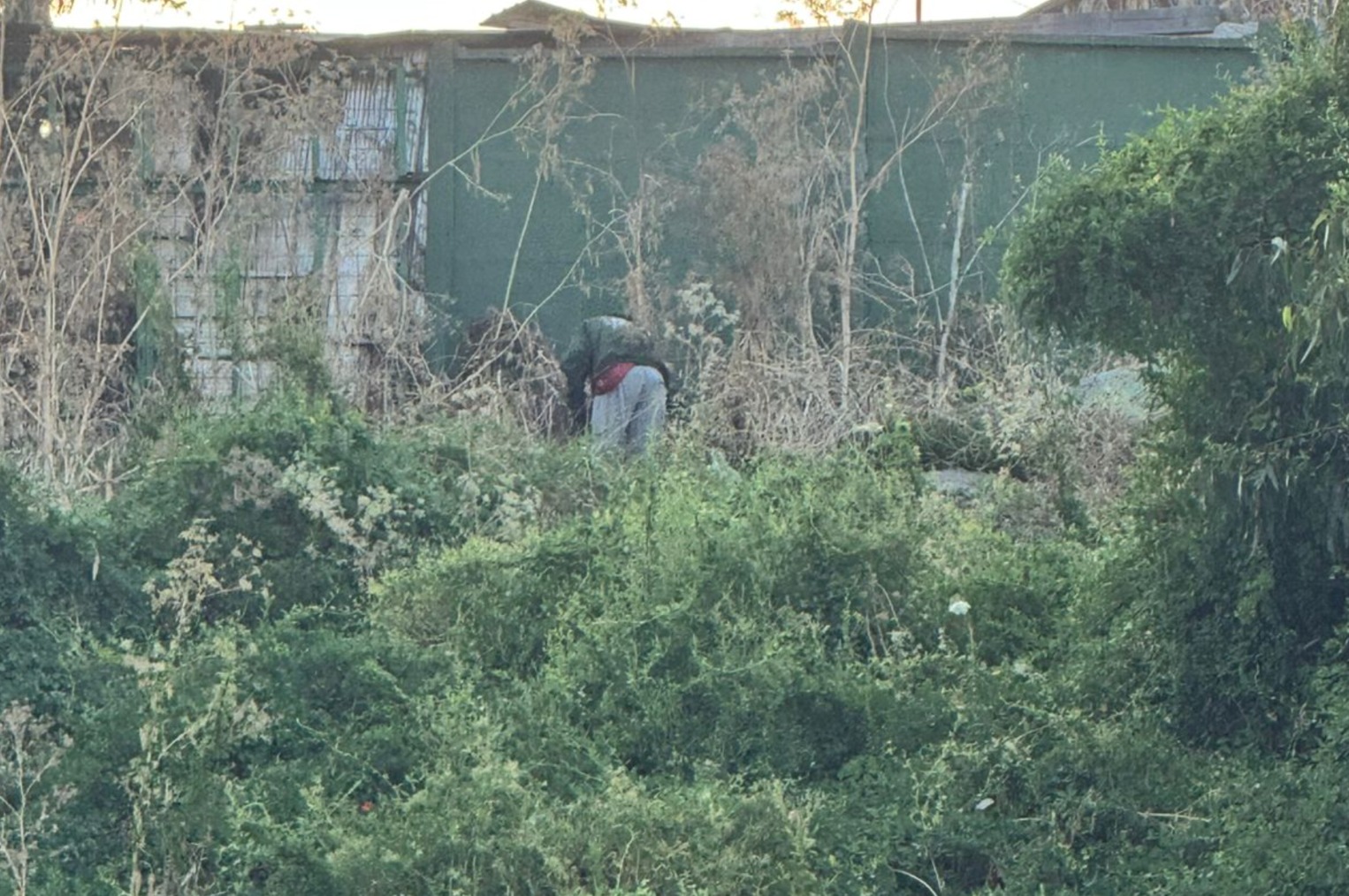 Primer detenido por iniciar foco de incendio forestal en Penco