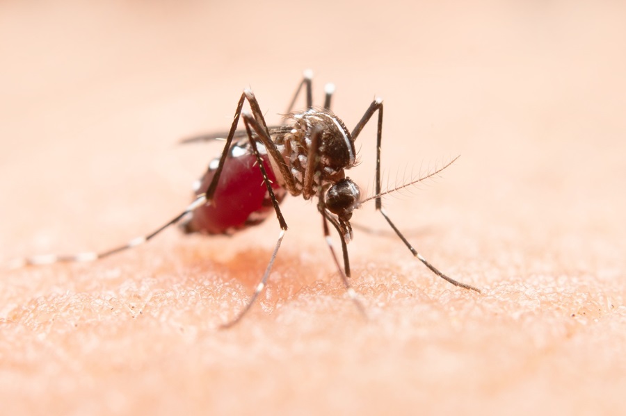 Seremi de Salud refuerza medidas preventivas ante el Dengue 
