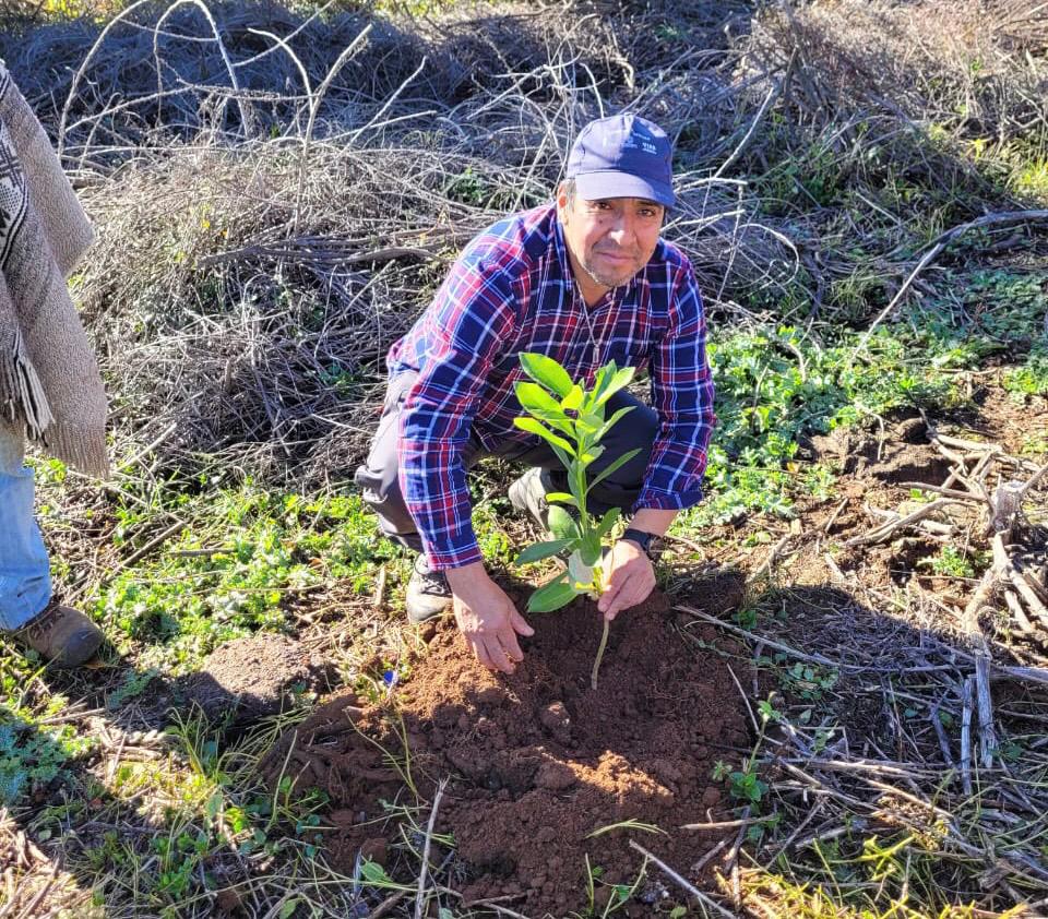 Comunidades del lago Lleu Lleu restauran 30 hectáreas con plantas nativas