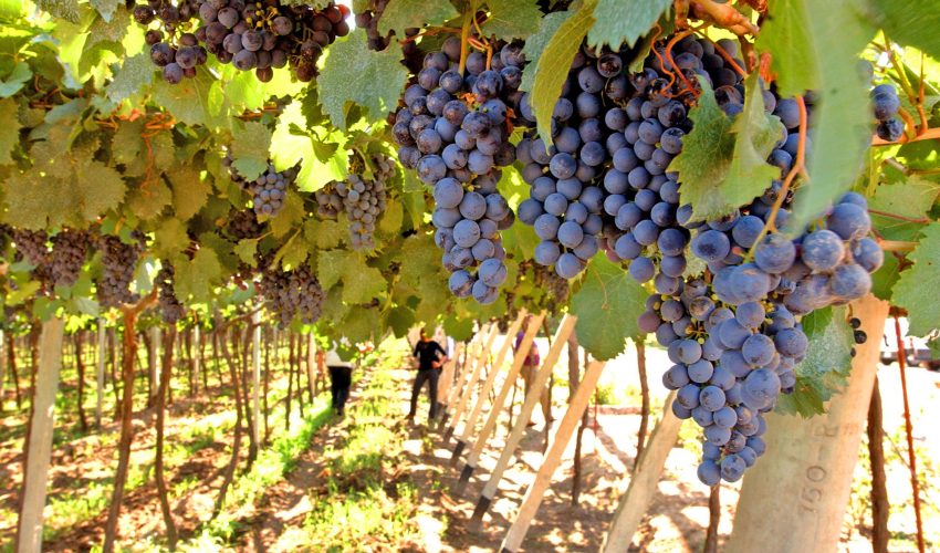 Incendios forestales y mercado vitivinícola: Biobío enfrenta impactos con “vino ahumado”