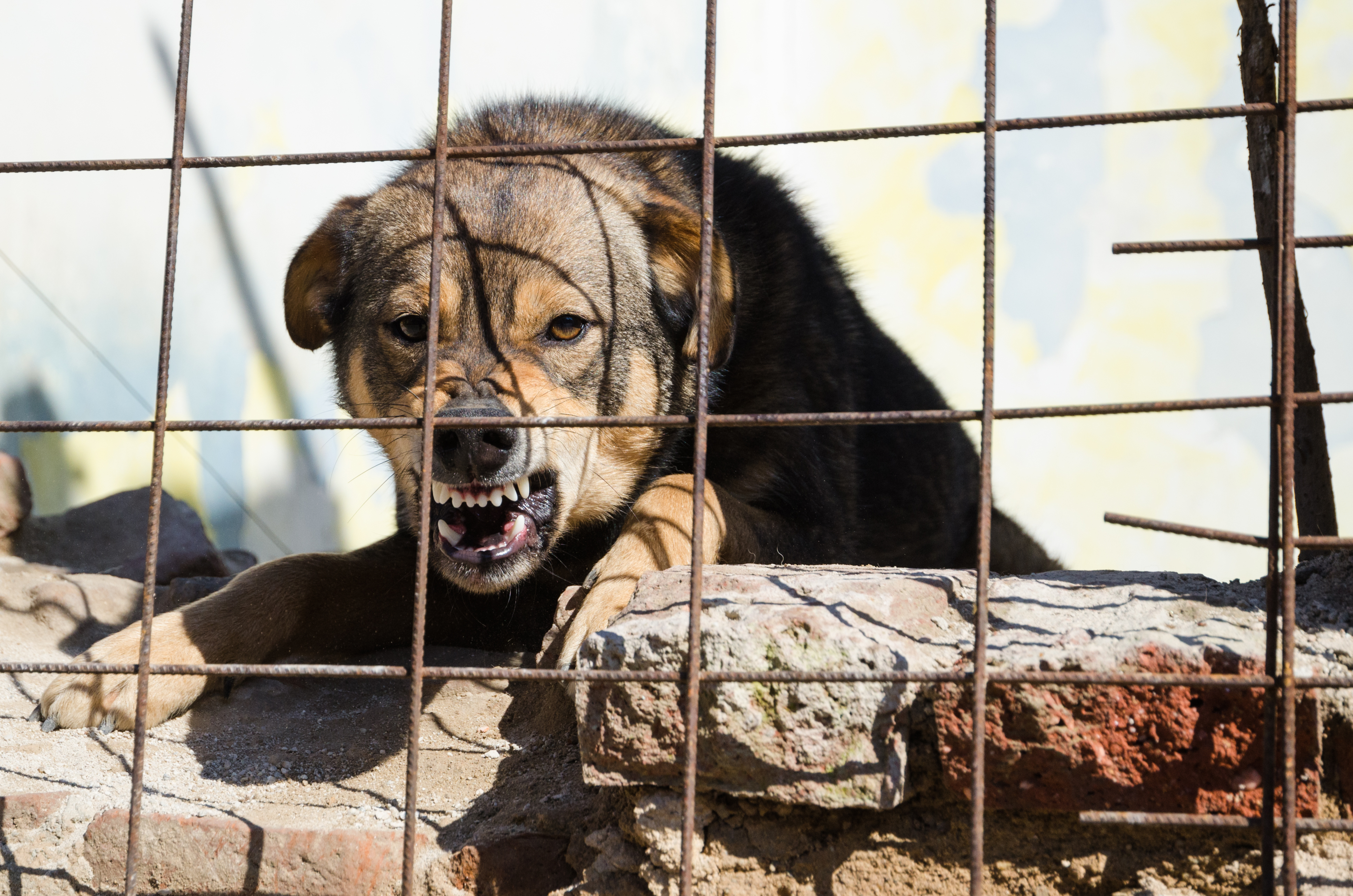 Registro de perros potencialmente peligrosos