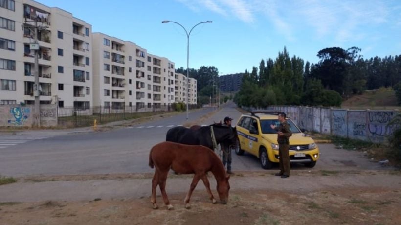 Biobío acumula 154 denuncias en el año por animales sueltos en la vía pública  