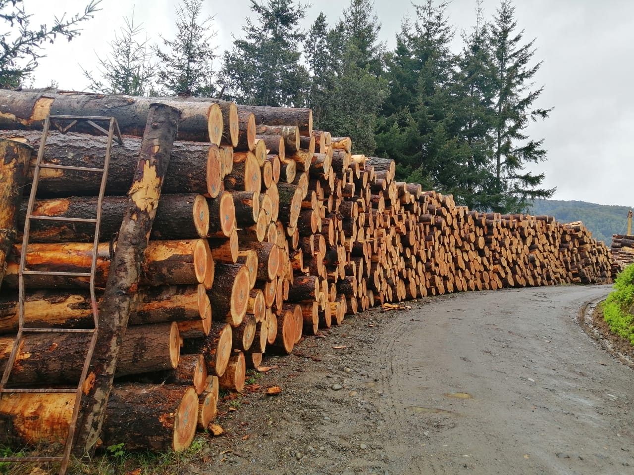 Los megafondos forestales avanzan en Chile y ponen la mira en los activos de CMPC y Arauco