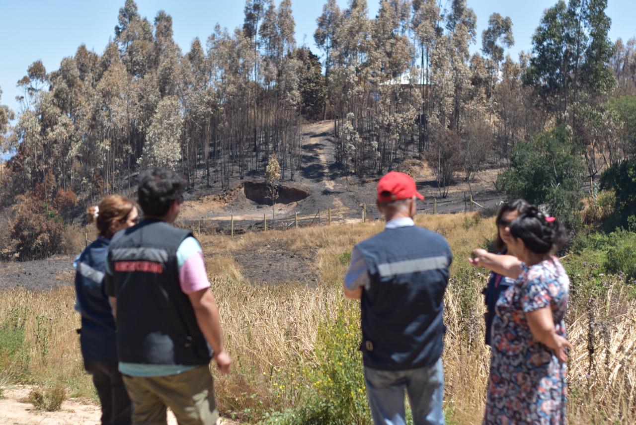 Decretan emergencia agrícola por afectación de incendios forestales en la región del Biobío
